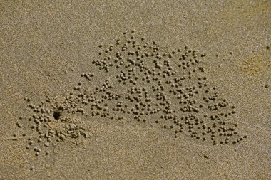 Miramar Sahili, Panaji, Goa, Hindistan 'daki küçük yengeçler tarafından yaratılmış.