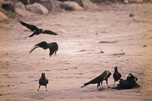 Corvus Corone Corvus Splendens — Fotografia de Stock