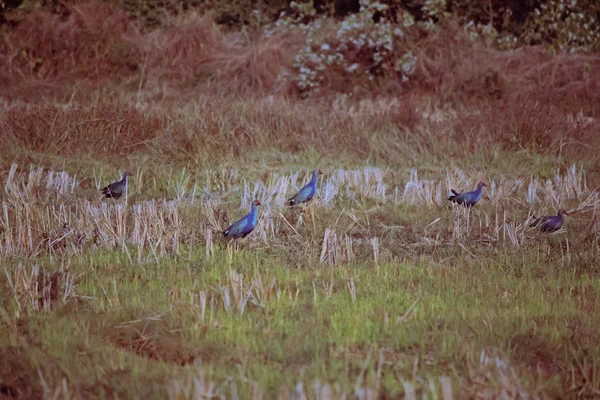 Purple Swamphen Porhyrio Porphyrio Adult Goa India — Φωτογραφία Αρχείου