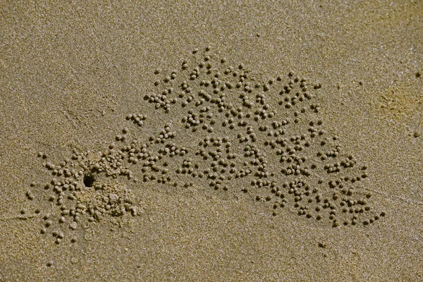 Pattern Sand Created Small Crabs Miramar Beach Panaji Goa India — Stockfoto