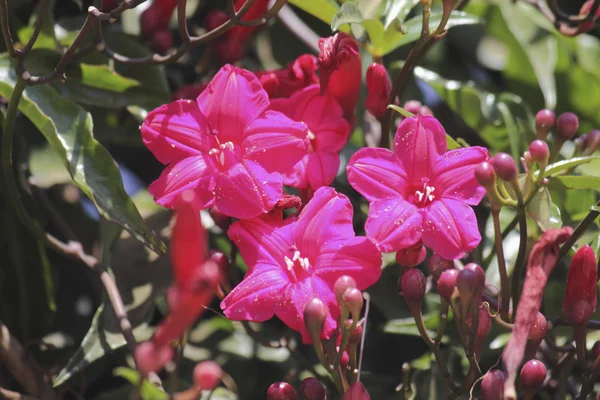 Кардинал Крипер Утренняя Слава Леди Дорли Ipomoea Horsfalliae — стоковое фото