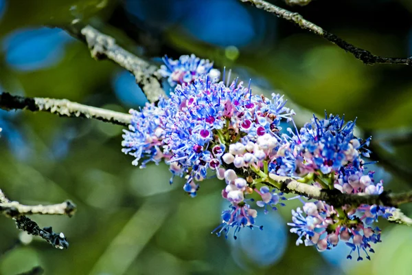 Delek Árbol Aire Árbol Hierro Memecylon Umbellatum — Foto de Stock