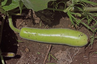 Dudhi, Şişe kabak, beyaz kabak, Benincasa hispada