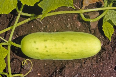 Salatalık, Cucumis sativus kabak ailesi kabakgiller yaygın ekili bir bitkidir. Mutfak sebze kullanılan silindirik meyve taşıyan sürünen bir sarmaşık olduğunu