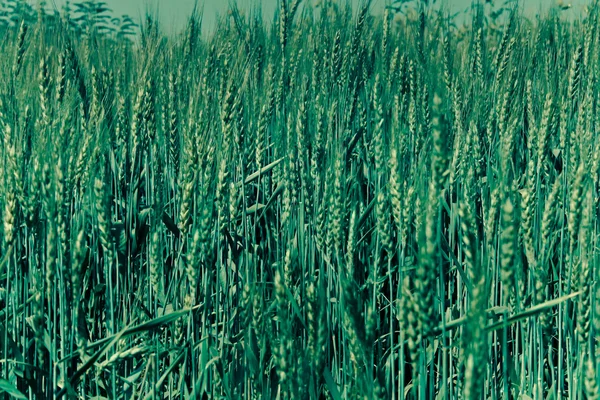 Triticum aestivum L Alanı , Buğday mahsulü, Maharashtra, Hindistan
