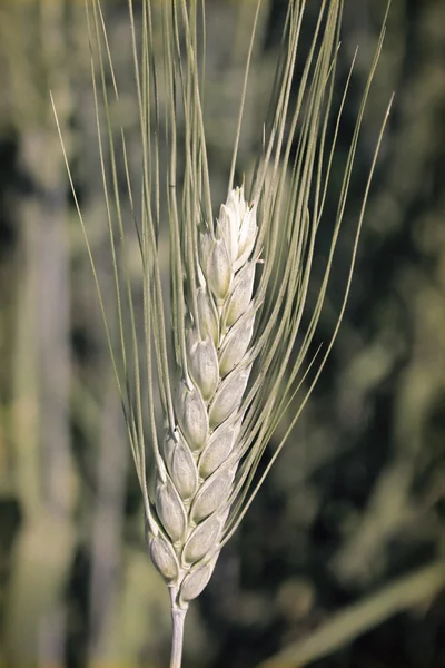 Field Triticum Aestivum Wheat Crop Maharashtra India — Stock Photo, Image