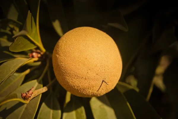 Дерево Chiku Sapodilla Фруктами Манілкара Achras — стокове фото