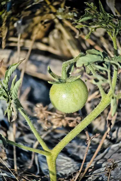 Cherry Tomatoes Growing Garden Solanum Lycopersicon — Stock Photo, Image