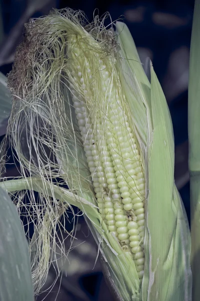 Mısır Mısır Zea Mays Var Amylacea Maharashtra Hindistan — Stok fotoğraf