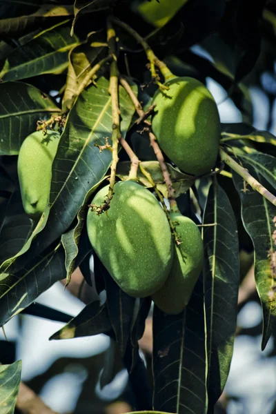 Mango Mangifera Indica Vruchten Boom Maharashtra India — Stockfoto