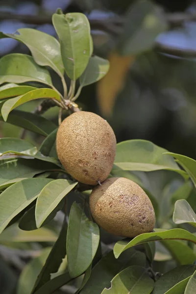 Chiku Sapodilla Achras Sapota Manilkara Zapota Naseberry — Stok fotoğraf