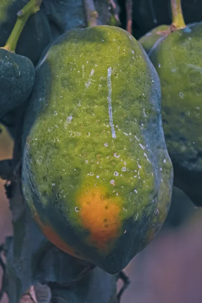 Papayes Vertes Sur Arbre Carica Papaya Caricacées Maharashtra Inde — Photo