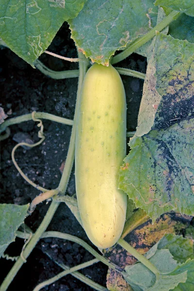 Cucumber Cucumis Sativus Widely Cultivated Plant Gourd Family Cucurbitaceae Creeping — Stock Photo, Image