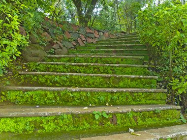 Moss covered stairs, India