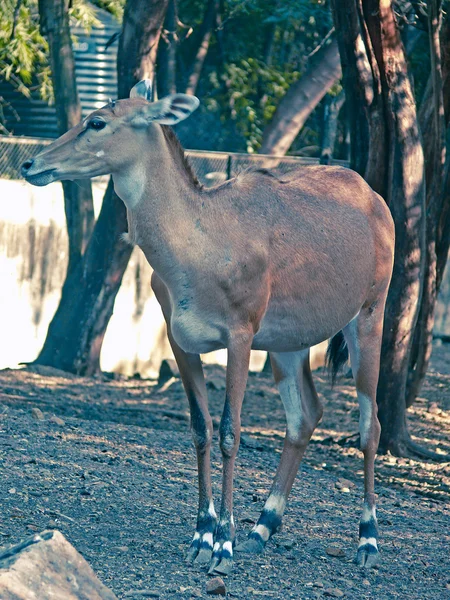 Nilgai Blue Bull Boselap Hus Tragocamelus Pllas Rajiv Gandhi Zoology — Stock Photo, Image