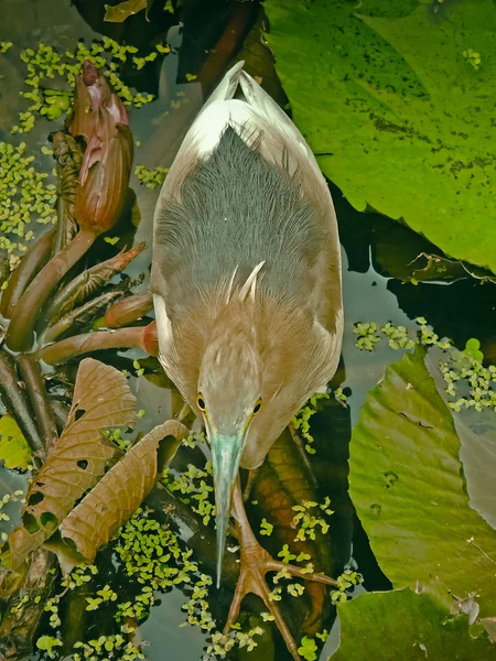 Héron Des Marais Ardeola Grayii — Photo