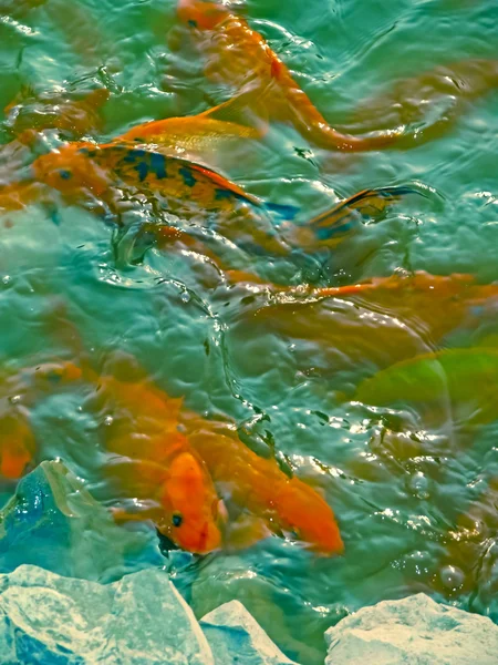 Рыбки Кои Cyprinus Carpio Воде — стоковое фото
