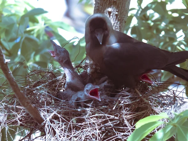 Nest of a house crow, Corvus Splendens with Young ones