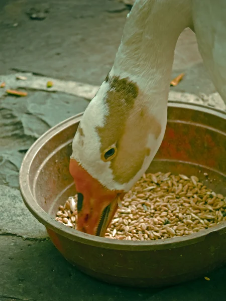 Pato Doméstico Anas Platyrhynchos Domestica Comer Alimentos — Fotografia de Stock