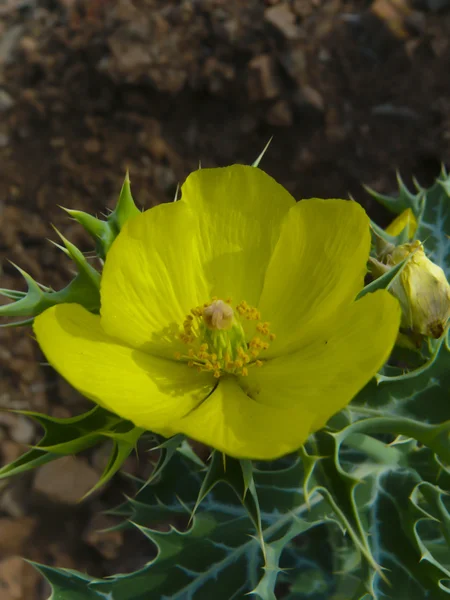 Цветок Argemone Mexicana Papaveraceae — стоковое фото