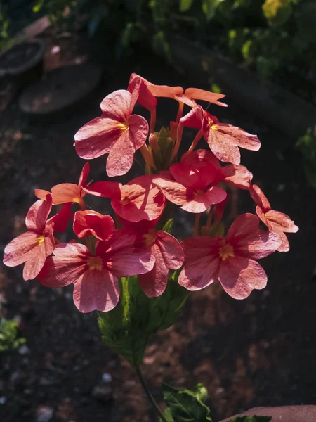 Crossandra Infundibuliformis Aboli Ratnagiri Maharashtra Inde — Photo