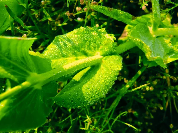 Plant Sugar Snap Peas — Stock Photo, Image