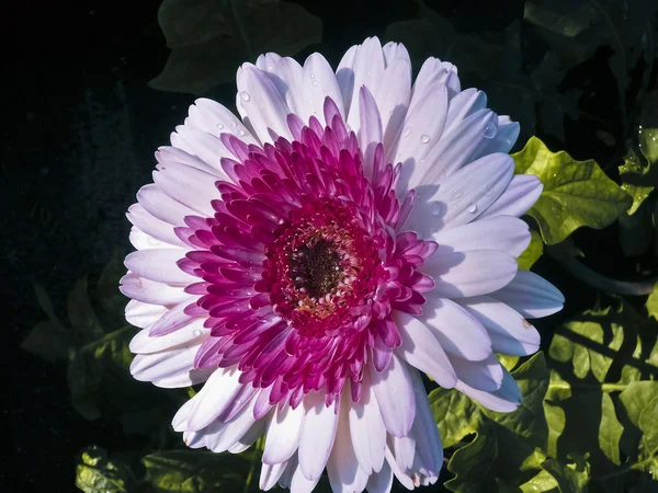 Цветы Герберы Gerbera Jamesonii — стоковое фото