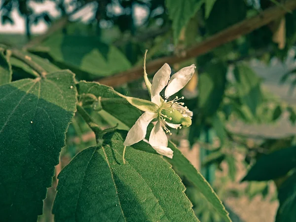 Muntingia Calabura Jamaica Cherry Panama Cherry Singapore Cherry Strawberry Tree — стоковое фото