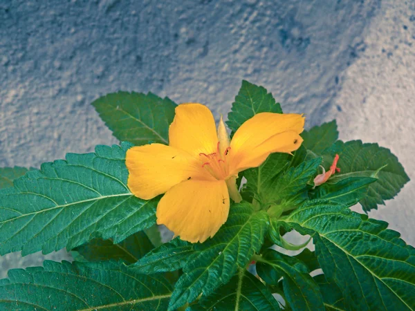 Turnera Ulmifolia Turnera Ulmifolia Gelberle Gelbe Ranunkeln Salbeirose Kubanische Ranunkel — Stockfoto