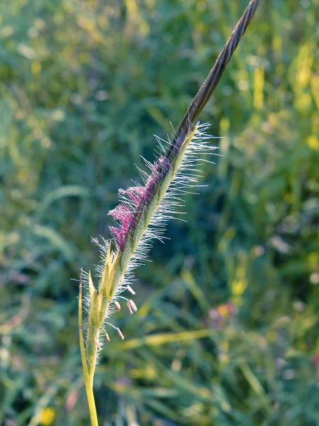 Heteropogon Contortus Grass Seed — Stock Photo, Image