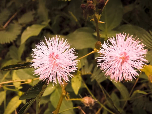 Touch Mimmampudica Mimosaceae Touch Family India — стоковое фото