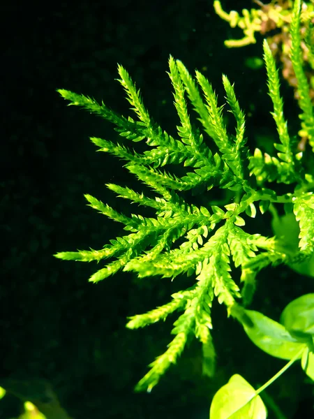 Selaginella Braunii Helecho Arborvitae Selaginellaceae Selaginella Braunii Helechos Arborvitae — Foto de Stock