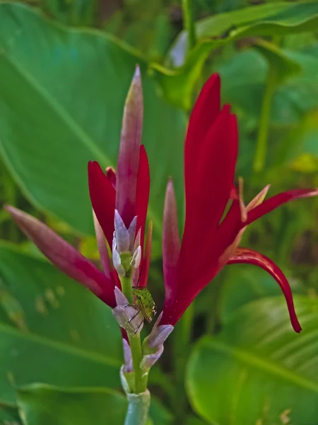 Canna Indica Pune Maharashtra India — Foto de Stock