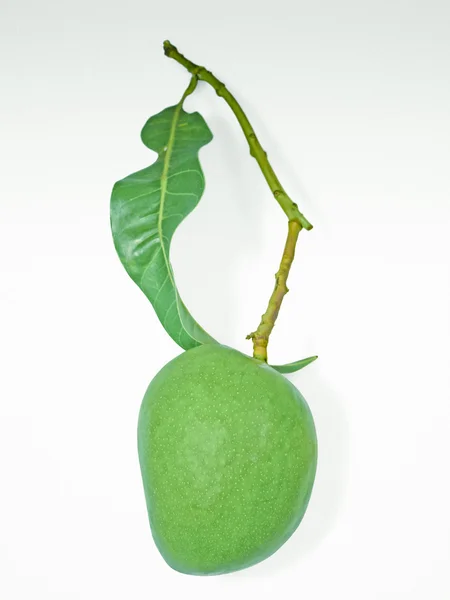 Ωμό Alphonso Mango Mangifera Indica — Φωτογραφία Αρχείου