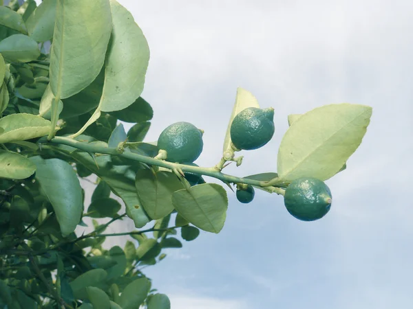 Лимон Рослині Лімон Rutaceae — стокове фото