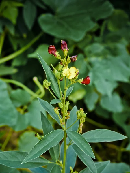 Květiny Červené Babičky Holubí Hrášek Žlutá Čočka Pune Maháráštra Indie — Stock fotografie