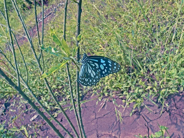 Blue Tiger Butterfly India — 스톡 사진