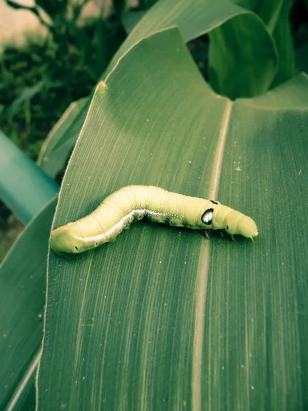 Közelkép Egy Tigrisfecskefarkúról Papilio Glaucus Caterpillar India — Stock Fotó