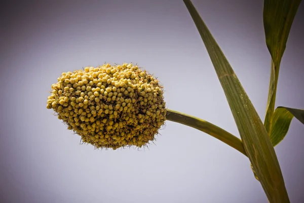 Sorgo bicolor, Jawar — Fotografia de Stock