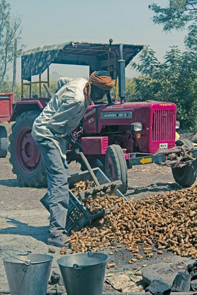 Przetwórstwo kurkumy — Zdjęcie stockowe