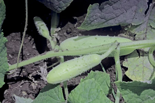 Cucumber, Cucumis sativus — Stock Photo, Image