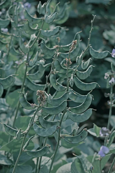 Lablab purpureus L., Pawata, Papilionaceae, Leguminosae, Papilio — Fotografia de Stock