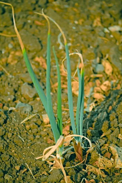Pola z cebula, Allium cepa, wspólne warzyw — Zdjęcie stockowe