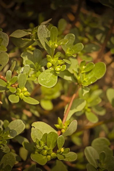 Tortue luth Portulaca oleracea — Photo
