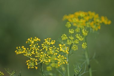 Rezene, tatlı rezene, Floransa rezene, uşağı, Foeniculum vul