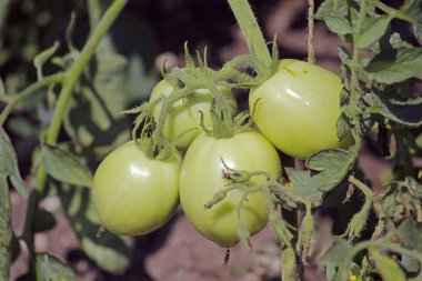 Lycopersicon esculentum, Solanum lycopersicum