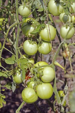 Lycopersicon esculentum, Solanum lycopersicum
