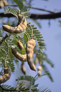 Demirhindi, Tamarindus indica