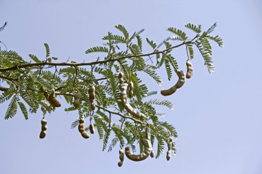 Demirhindi, Tamarindus indica