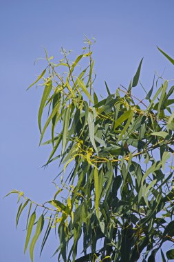 Corymbia citriodora limon kokulu sakız